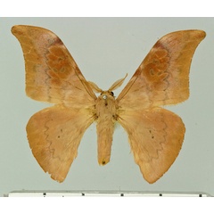 /filer/webapps/moths/media/images/H/herbuloti_Orthogonioptilum_AM_Basquin.jpg