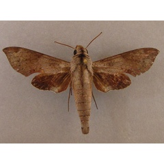 /filer/webapps/moths/media/images/L/livida_Temnora_A_Baron_01.jpg