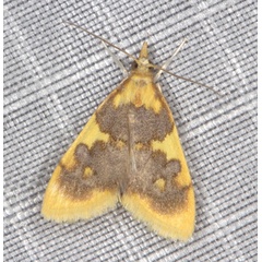 /filer/webapps/moths/media/images/X/xanthocraspia_Sameodesma_A_Heyns_01.jpg