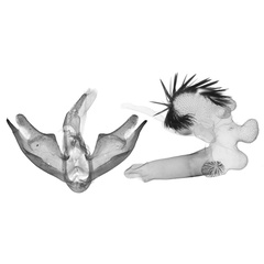 /filer/webapps/moths/media/images/C/cornutissima_Cyana_GMHT_ANHRT.jpg