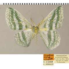 /filer/webapps/moths/media/images/H/hispida_Epigelasma_HT_ZSMa.jpg