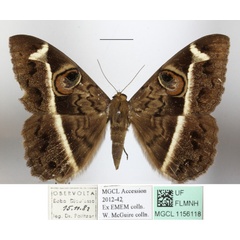 /filer/webapps/moths/media/images/L/latona_Cyligramma_A_MGCLa_01.JPG