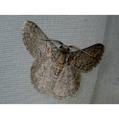 /filer/webapps/moths/media/images/T/tuckeri_Mictoschema_A_Liebenberg.jpg