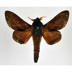 /filer/webapps/moths/media/images/M/morosa_Eutricha_AM_NHMO.jpg