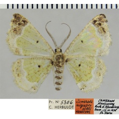 /filer/webapps/moths/media/images/N/nigrapex_Zamarada_HT_ZSMa.jpg