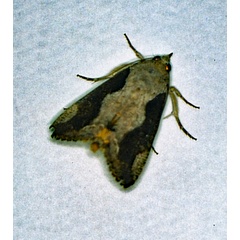 /filer/webapps/moths/media/images/R/rostrata_Hypocala_A_Roland_01.jpg