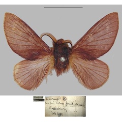 /filer/webapps/moths/media/images/V/viola_Pseudometa_HT_SNHM.jpg