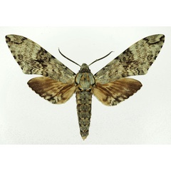 /filer/webapps/moths/media/images/F/ferax_Covelliana_AM_Basquin_01.jpg