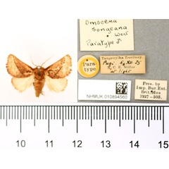 /filer/webapps/moths/media/images/S/songeana_Omocena_PT_BMNH.jpg