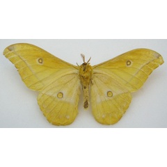 /filer/webapps/moths/media/images/C/camerunensis_Nudaurelia_HT_NHMUKb.jpg