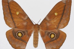 Gonimbrasia xanthomma