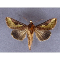 /filer/webapps/moths/media/images/O/orichalcea_Trichoplusia_A_Baron.jpg