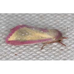 /filer/webapps/moths/media/images/A/albisticta_Timora_A_Heynsb.jpg