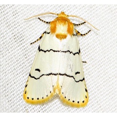 /filer/webapps/moths/media/images/A/albida_Proschaliphora_A_Braun_04.jpg