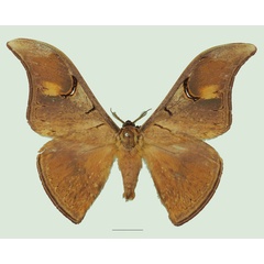 /filer/webapps/moths/media/images/P/perfulvastra_Dogoia_AM_Basquin_01a.jpg