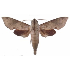 /filer/webapps/moths/media/images/L/livida_Temnora_AM_EMEM.jpg