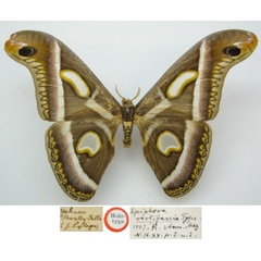 /filer/webapps/moths/media/images/R/rectifascia_Epiphora_HT_NHMUKa_HiGyN7j.jpg