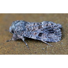 /filer/webapps/moths/media/images/T/triturata_Spodoptera_A_Voaden.jpg