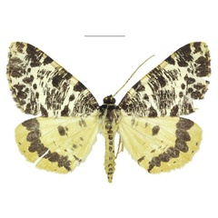 /filer/webapps/moths/media/images/M/melanoptera_Rhodochanna_HT_ANHRT.jpg