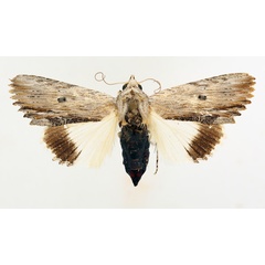 /filer/webapps/moths/media/images/A/amphix_Lyncestis_AF_TMSA_01.jpg