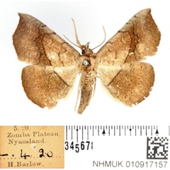 /filer/webapps/moths/media/images/A/arida_Pleuronodes_AM_BMNH_03.jpg