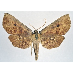/filer/webapps/moths/media/images/M/monsterosa_Opula_AM_NHMO.jpg