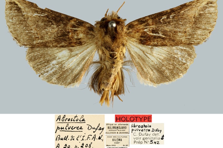 /filer/webapps/moths/media/images/P/pulverea_Abrostola_HT_MNHN.jpg