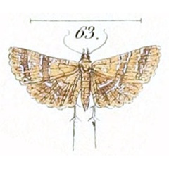 /filer/webapps/moths/media/images/C/capensis_Alucita_Felder_140_63.jpg