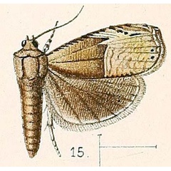 /filer/webapps/moths/media/images/E/excisa_Dichrorampha_ST_Walsingham_1891_3-15.jpg