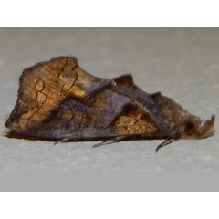 /filer/webapps/moths/media/images/N/natalensis_Plusiodonta_A_Grobler.jpg