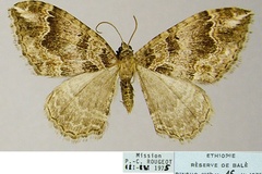 Mimoclystia deplanata