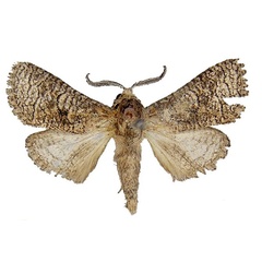 /filer/webapps/moths/media/images/P/politzari_Afroarabiella_HT_ZSM.jpg