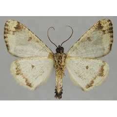 /filer/webapps/moths/media/images/A/aucilla_Xylopteryx_AM_ZSMb.jpg
