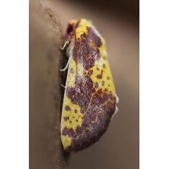 /filer/webapps/moths/media/images/X/xantherythra_Copifrontia_A_Voaden_01.jpg