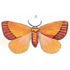 /filer/webapps/moths/media/images/H/hilaris_Stenoglene_HT_Felder_1874_95-3.jpg