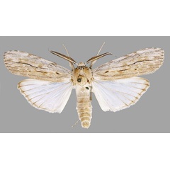 /filer/webapps/moths/media/images/B/basipuncta_Turnacoides_AM_MNHN.jpg