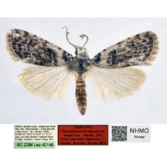 /filer/webapps/moths/media/images/A/abyssinica_Nola_PT_NHMO_02.jpg