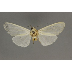 /filer/webapps/moths/media/images/I/intacta_Alpenus_HT_BMNH.jpg