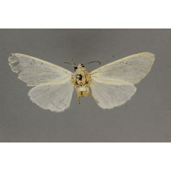 /filer/webapps/moths/media/images/I/intacta_Alpenus_HT_BMNH.jpg