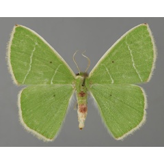 /filer/webapps/moths/media/images/F/flavitaenia_Comibaena_A_ZSM_01.jpg