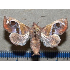 /filer/webapps/moths/media/images/V/violescens_Targallodes_A_Goffa_01.JPG