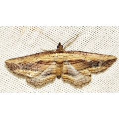 /filer/webapps/moths/media/images/M/minuata_Horisme_A_Braun_06.jpg