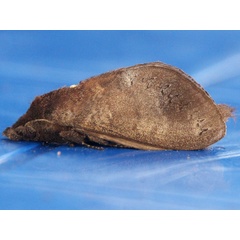 /filer/webapps/moths/media/images/C/cuneilinea_Catalebeda_A_Wursten.jpg