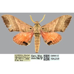 /filer/webapps/moths/media/images/P/prestonclarki_Rufoclanis_HT_CMNHa.jpg