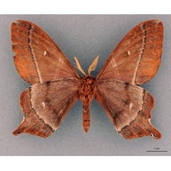 /filer/webapps/moths/media/images/M/melichari_Urota_HT_RBINSb.jpg