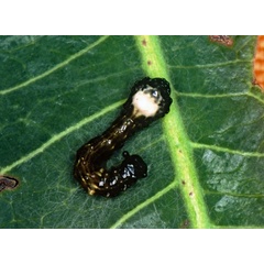 /filer/webapps/moths/media/images/I/ingens_Amyops_C_Roland_01.jpg