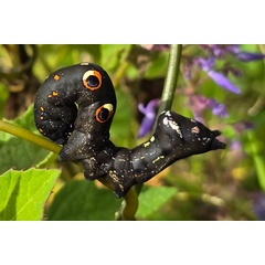 /filer/webapps/moths/media/images/M/materna_Eudocima_C_Szabolcs.jpg