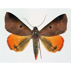 /filer/webapps/moths/media/images/R/rubricata_Thyas_AF_Basquin.jpg