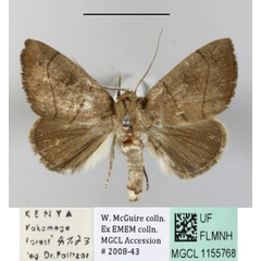 /filer/webapps/moths/media/images/P/pollusca_Neonegeta_A_MGCLa_01.JPG