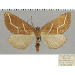 /filer/webapps/moths/media/images/O/oberthuri_Idiodes_AF_ZSM.jpg